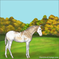 Horse Color:White Spotted Silver Smoky Grullo Onyx Splash Appaloosa Rabicano 