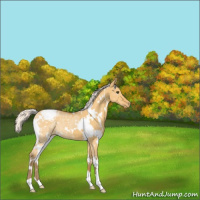 Horse Color:White Spotted Silver Buckskin Ice Dun Appaloosa 