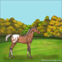 Horse Color:White Spotted Silver Brown Ice Appaloosa 