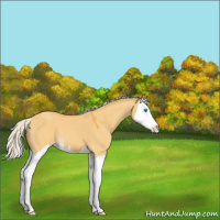 Horse Color:Silver Buckskin Roan Dun Splash