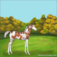 Horse Color:White Spotted Silver Bay Roan Splash Appaloosa 