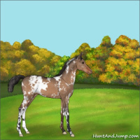 Horse Color:White Spotted Brown Dun Varnish 