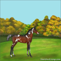 Horse Color:White Spotted Brown Appaloosa 