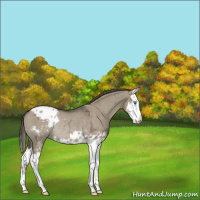 Horse Color:Smoky Grullo Ice Sabino Splash Appaloosa Rabicano 
