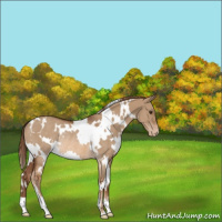 Horse Color:White Spotted Red Dun Appaloosa Rabicano