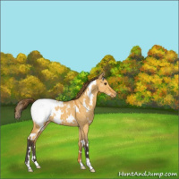 Horse Color:White Spotted Buckskin Dun Snowcap 