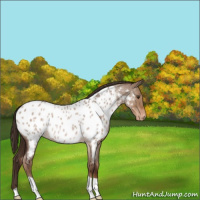 Horse Color:Liver Red Dun Roan Appaloosa Rabicano