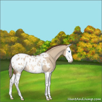 Horse Color:Red Dun Splash Appaloosa Rabicano 