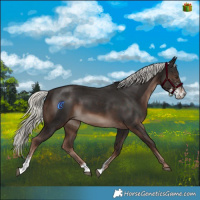 Horse Color:Liver Chestnut Mushroom Sabino 
