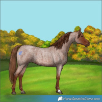 Horse Color:Red Roan 