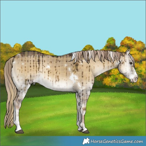 Horse Color:Plaid  White Spotted Chocolate Palomino Onyx Sabino Rabicano Brindle 