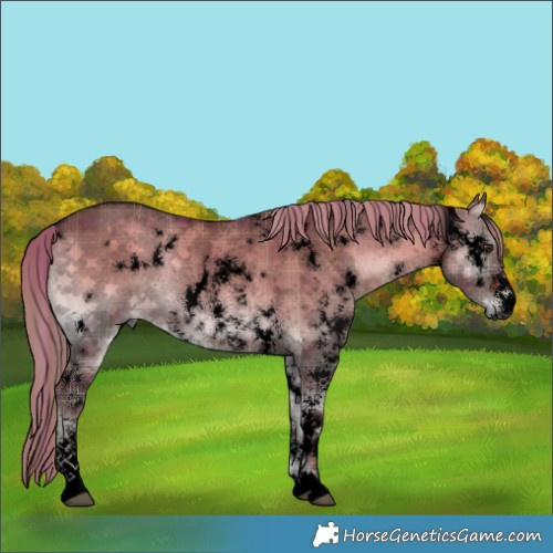 Horse Color:Void Plaid  White Spotted Liver Red Dun Onyx Sabino 