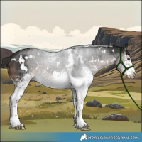 Horse Color:White Spotted Liver Chestnut