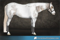 Horse Color:Chocolate Palomino Sabino Tobiano Rabicano 