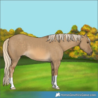 Horse Color:Chocolate Palomino Dun 
