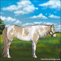 Horse Color:White Spotted Chocolate Palomino Dun Tobiano