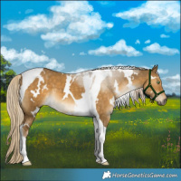 Horse Color:White Spotted Chocolate Palomino Dun Tobiano 