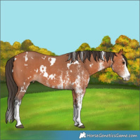 Horse Color:White Spotted Bay 