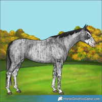 Horse Color:Blue Roan and Blue Roan Splash