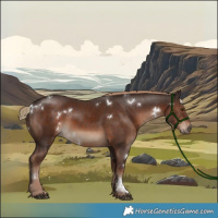 Horse Color:White Spotted Liver Chestnut Rabicano 