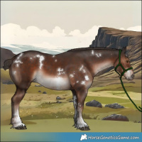 Horse Color:White Spotted Liver Chestnut Sabino 