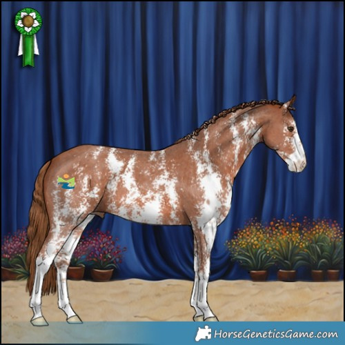 Horse Color:Chestnut Sabino 