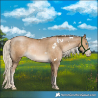 Horse Color:White Spotted Chocolate Palomino Pearl 