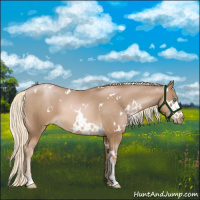 Horse Color:White Spotted Chocolate Palomino Pearl 