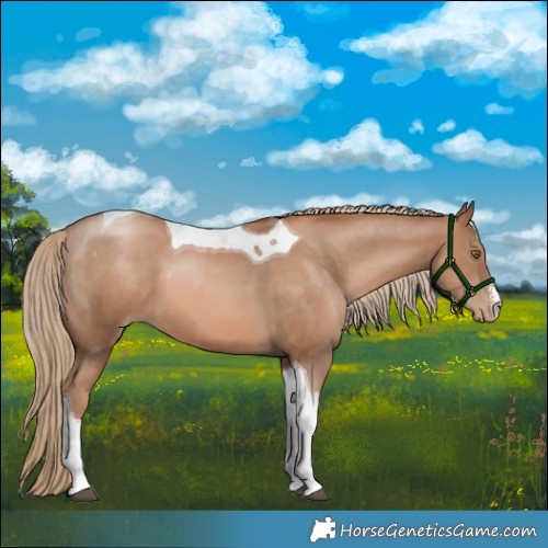 Horse Color:White Spotted Liver Chestnut Pearl Tobiano 
