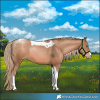 Horse Color:White Spotted Liver Chestnut Pearl Tobiano 