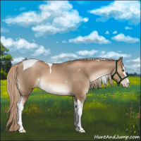 Horse Color:White Spotted Liver Chestnut Pearl Tobiano 