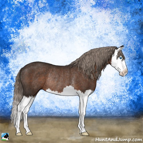 Horse Color:Liver Chestnut Splash Rabicano 