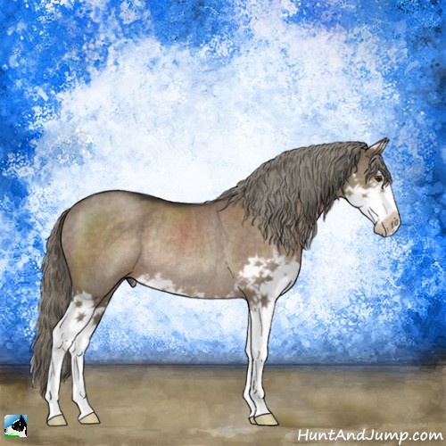 Horse Color:Liver Red Dun Mushroom Splash Rabicano 