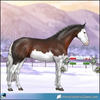 Horse Color:Liver Chestnut Mushroom Splash 