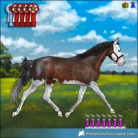 Horse Color:Liver Chestnut Splash 