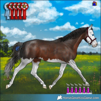 Horse Color:Liver Chestnut Splash