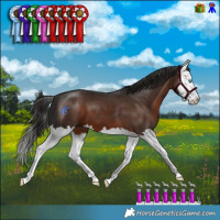 Horse Color:Liver Chestnut Splash 