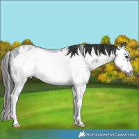 Horse Color:White Spotted Blue Roan Splash Frame Varnish 
