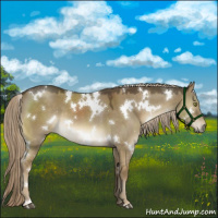 Horse Color:White Spotted Chocolate Palomino Dun Mushroom