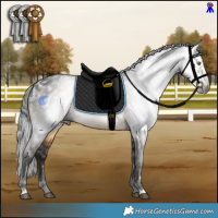 Horse Color:Gray White Spotted Buckskin 