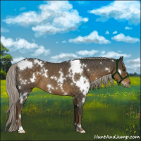Horse Color:White Spotted Chocolate Palomino Roan 