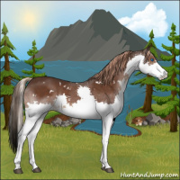 Horse Color:White Spotted Liver Chestnut Splash 
