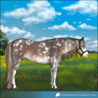 Horse Color:White Spotted Liver Chestnut 