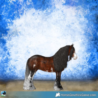 Horse Color:Brown Ice Sabino Rabicano 