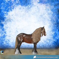 Horse Color:White Spotted Liver Chestnut Sabino Rabicano
