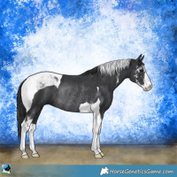 Horse Color:Black Sabino Tobiano Rabicano 