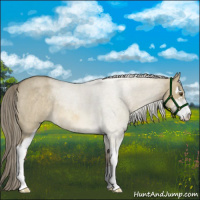 Horse Color:Chocolate Palomino Roan Dun Mushroom Sabino Rabicano 