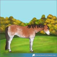 Horse Color:White Spotted Bay 