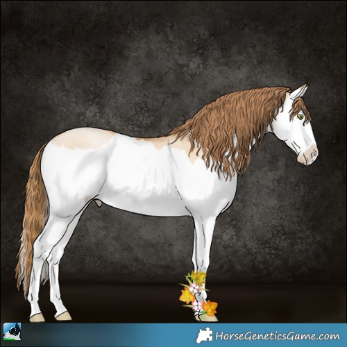 Horse Color:Bay Pearl Dun Splash 