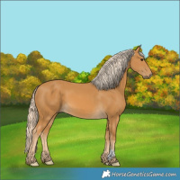 Horse Color:Palomino 